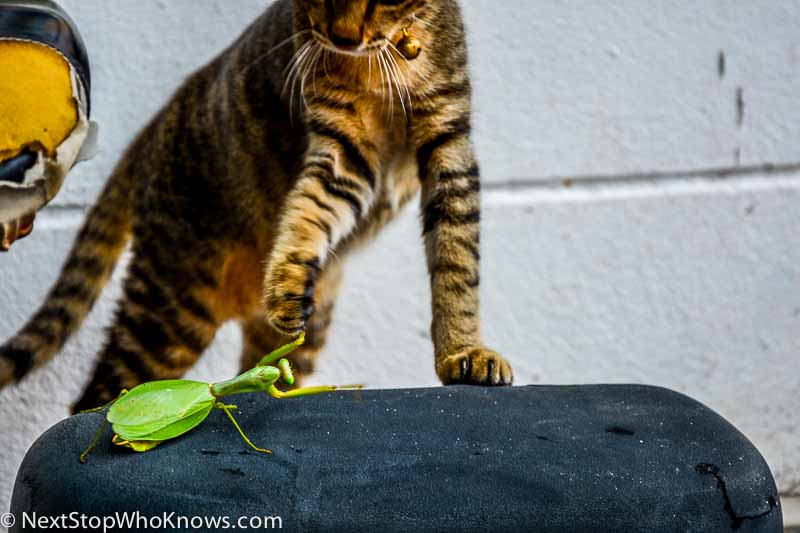 praying mantis vs cat