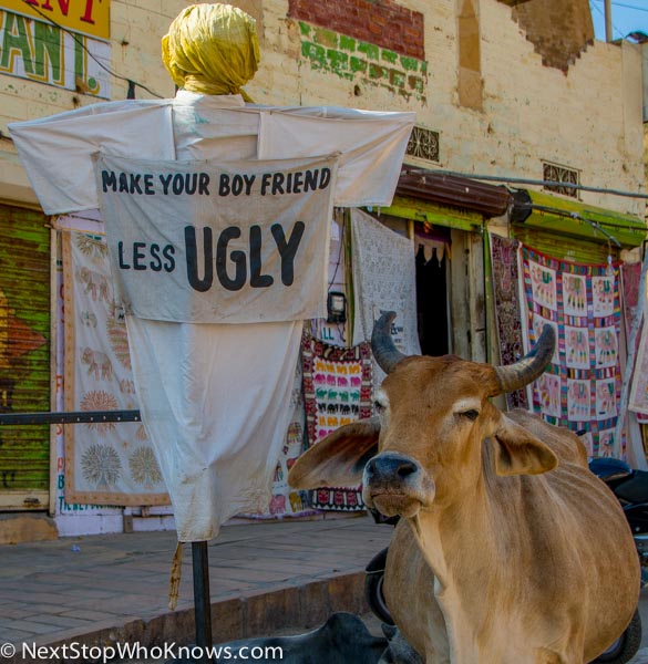 street cow india 