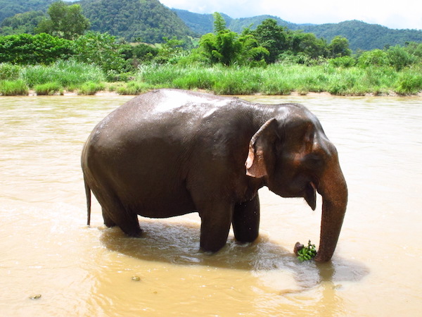 thailand elephant riding